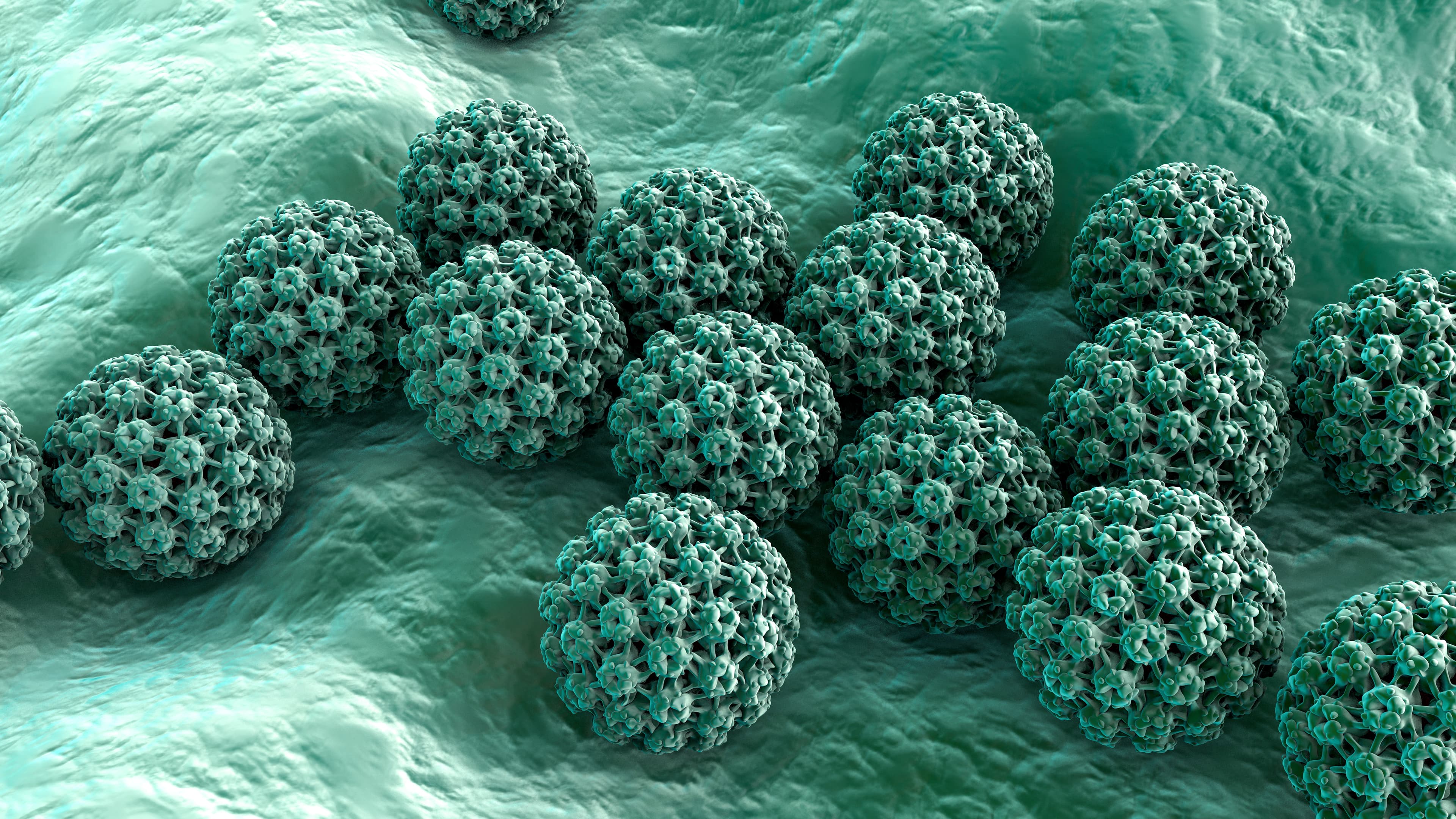 Human papilloma virus, illustration.