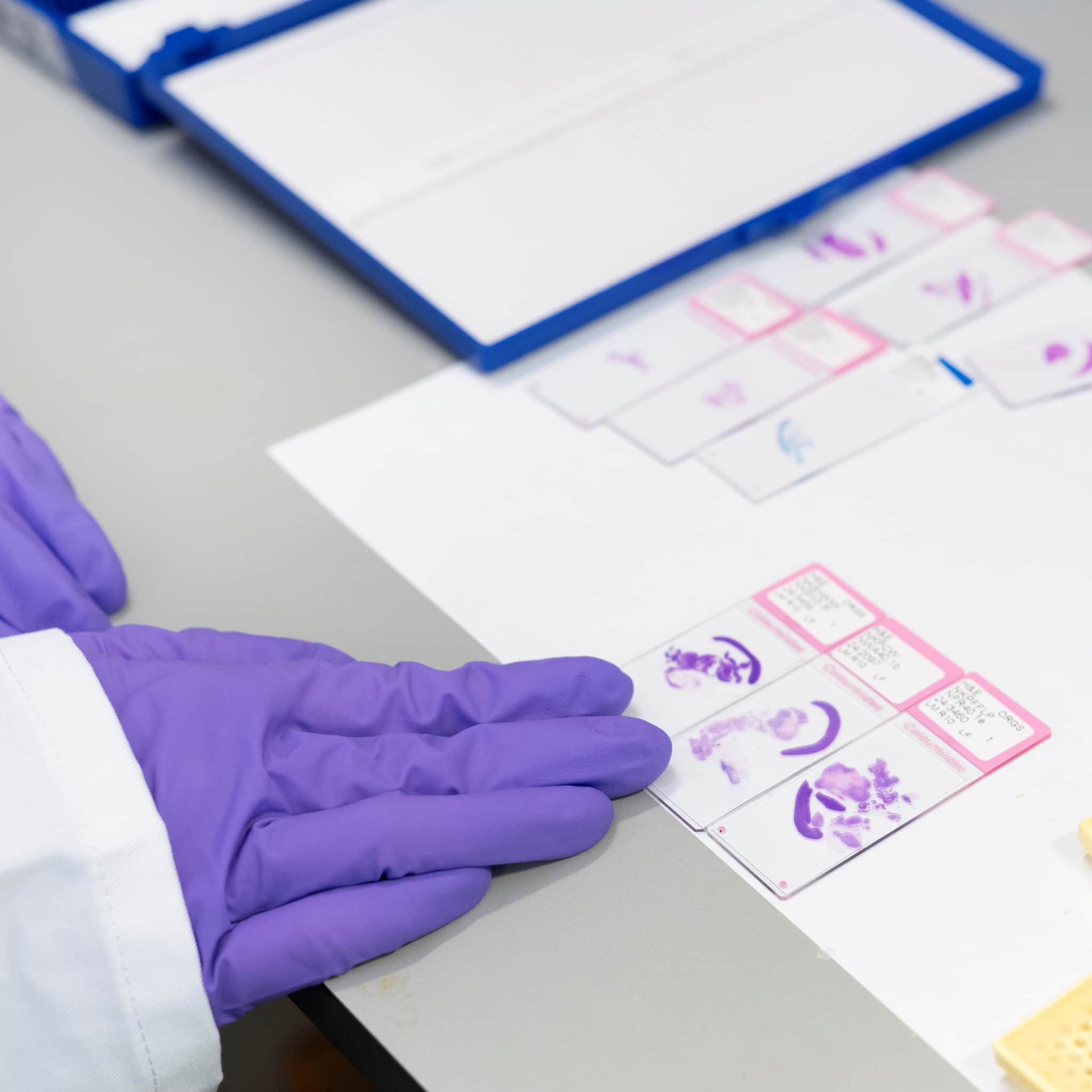 Studying samples in the lab.