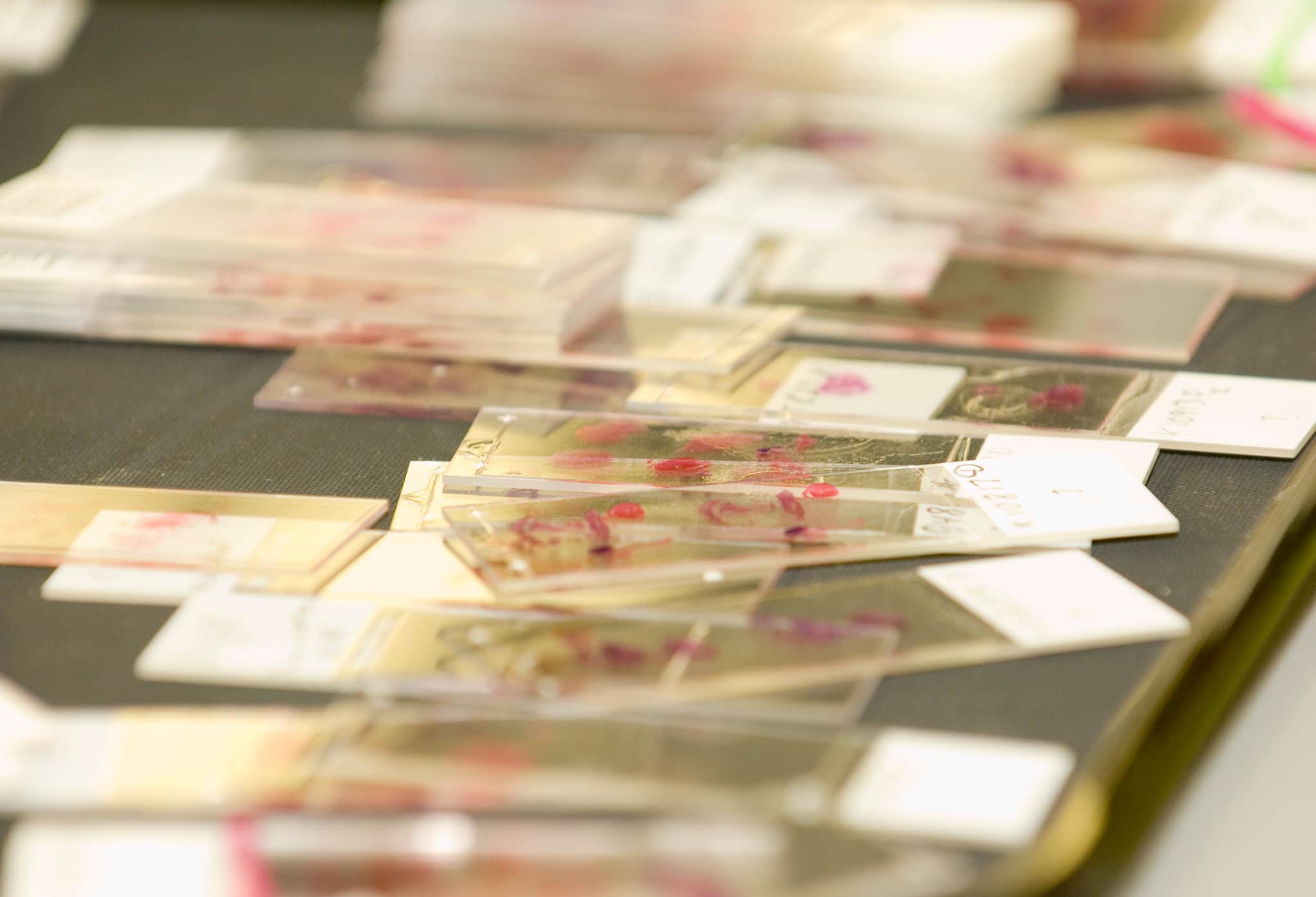 Scientists at work in the lab.